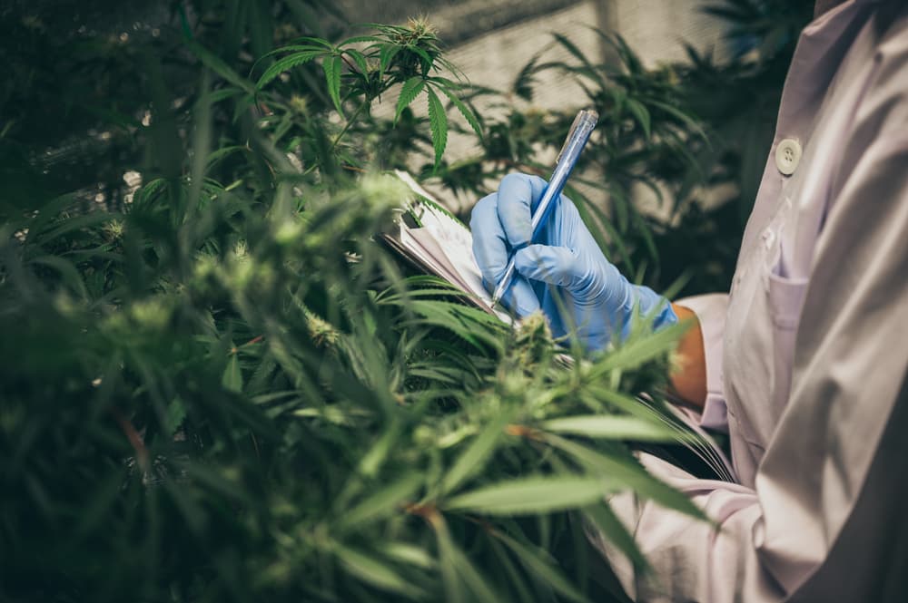 A Cannabis Operator’s Guide to Writing a Business Plan