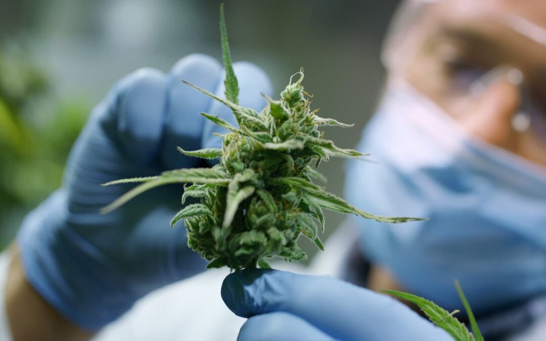 Best Ways to Finance Your Cannabis Business