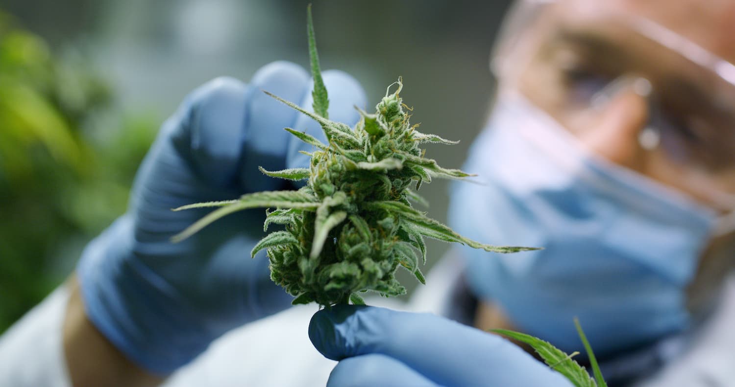 Best Ways to Finance Your Cannabis Business