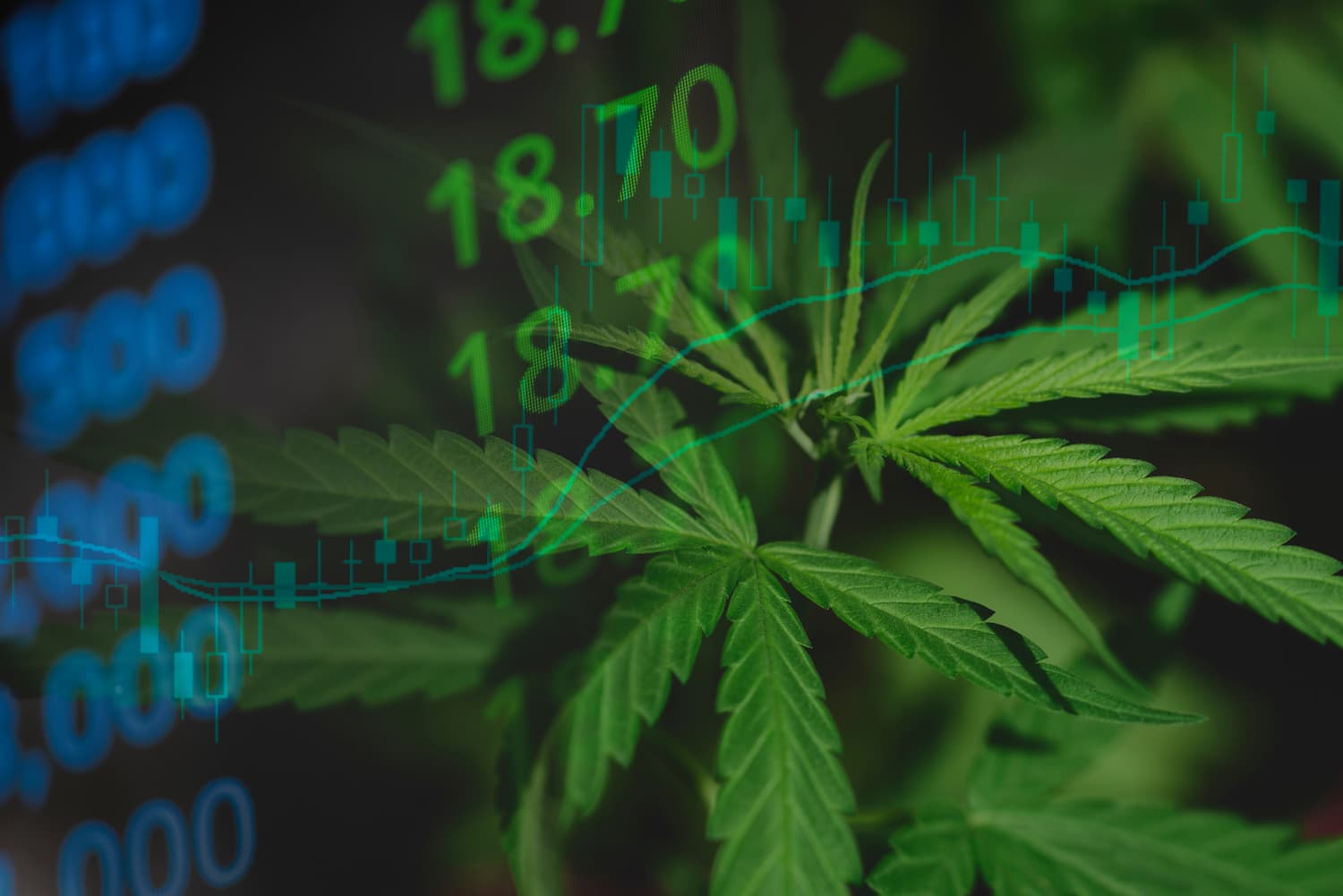 Compliance Considerations for MRBs What You Need to Know