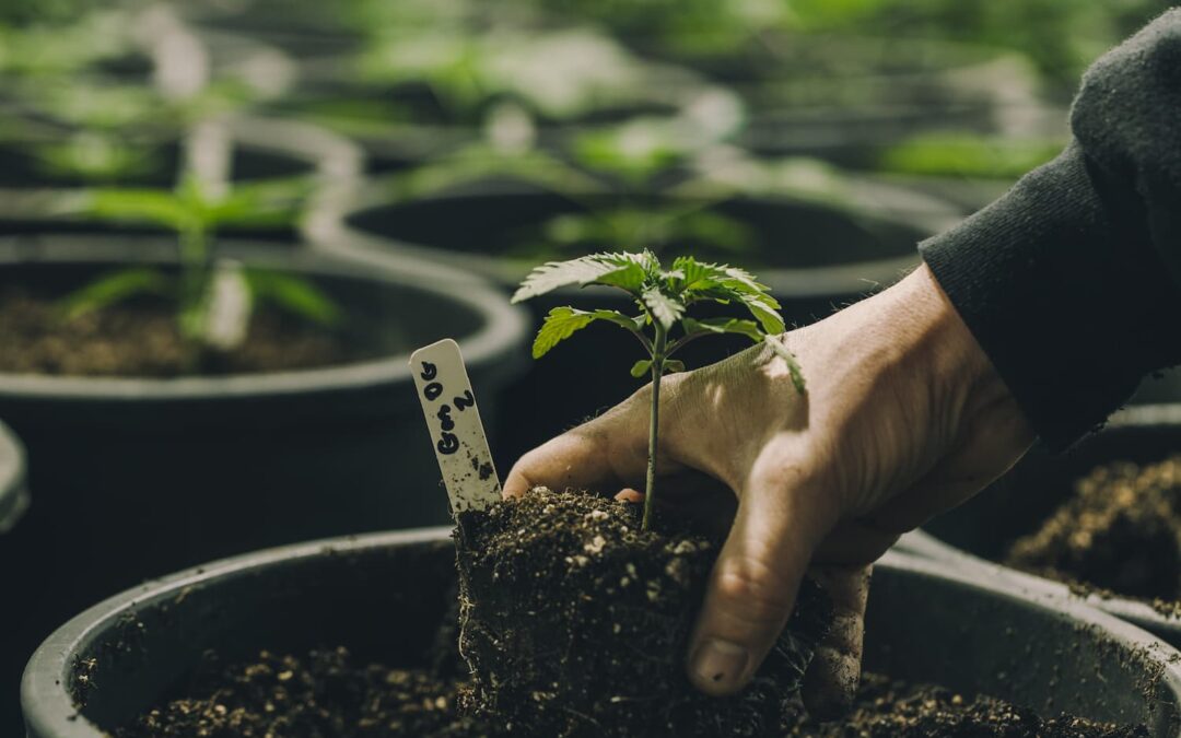 What to Ask When You’re Researching Cannabis Lending Companies