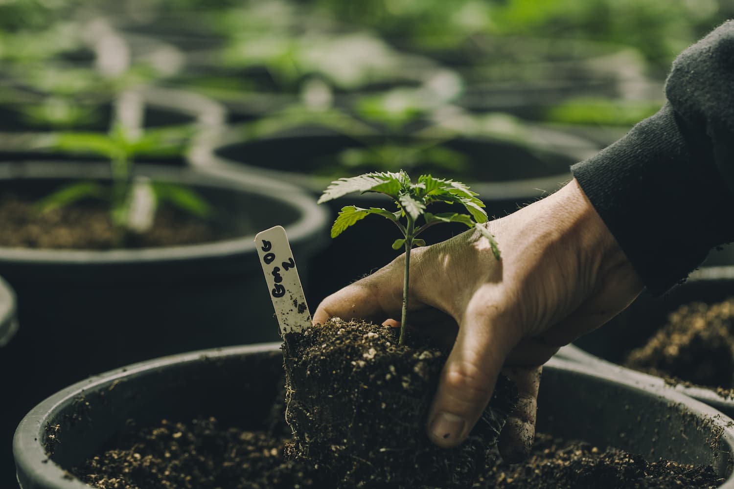 How can I get access to helpful cannabis business loans