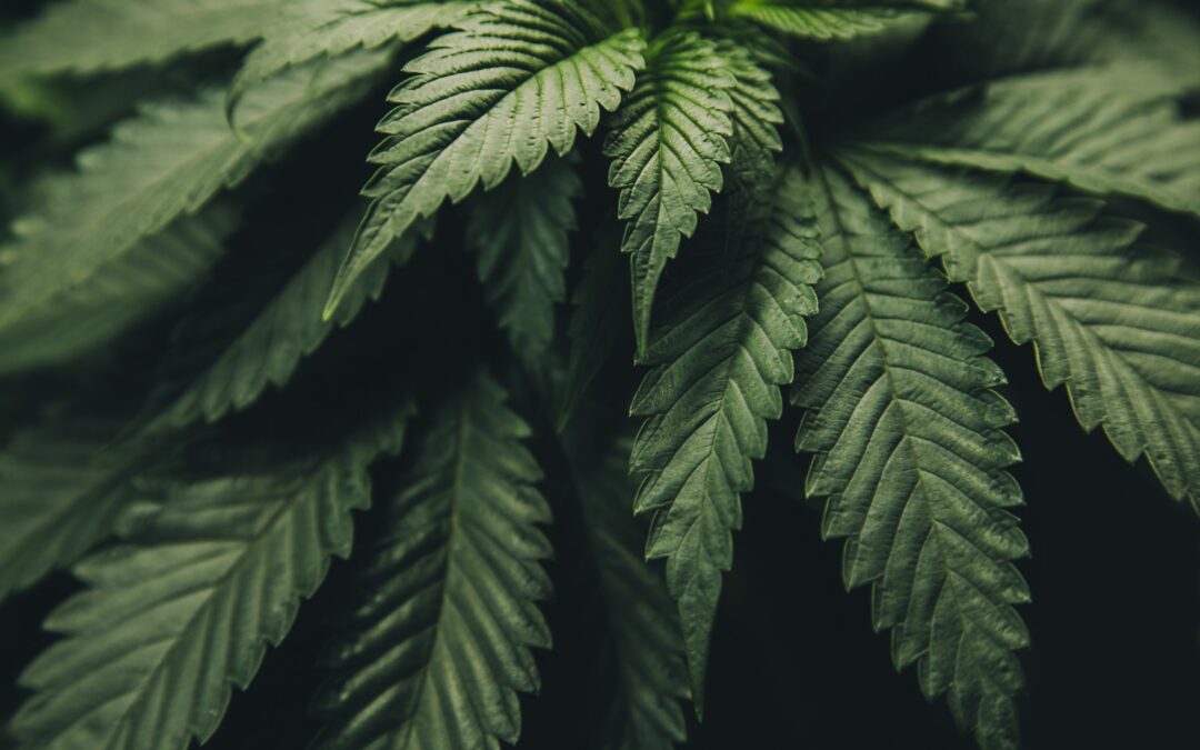 How to Apply for a Cannabis License | Cannabis Commerce Help