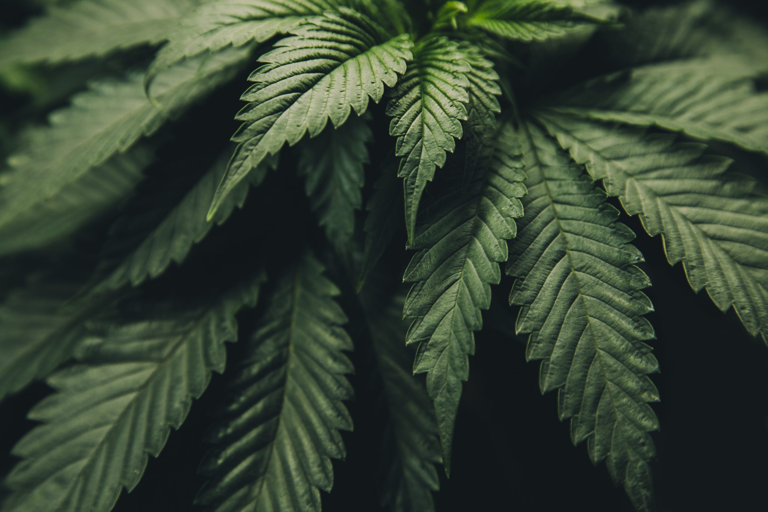 Where can operators receive reliable cannabis commerce help
