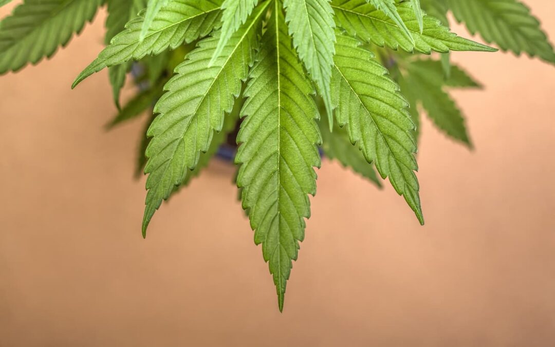 Opening a Cannabis Dispensary: What You Need to Know