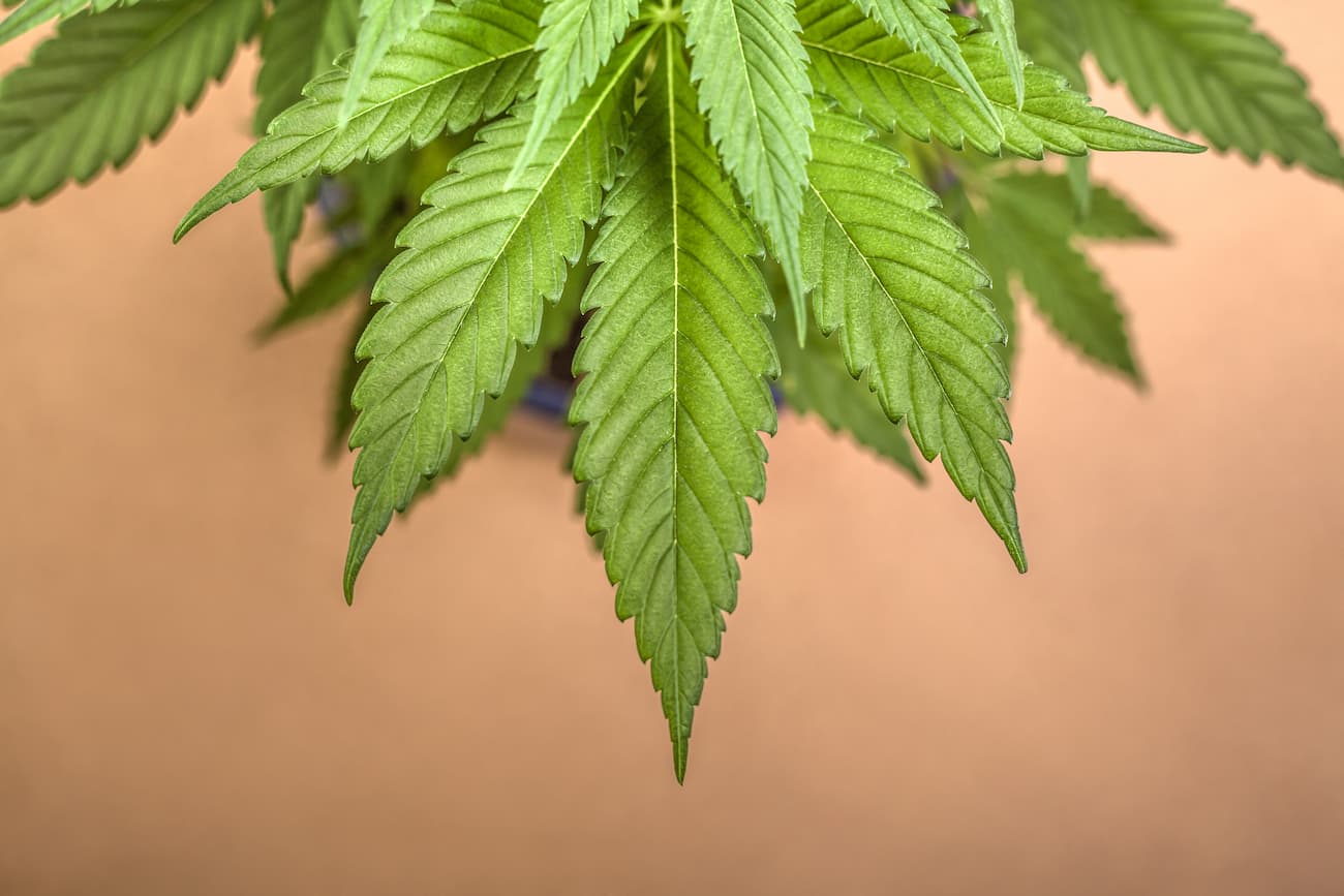 How to open a cannabis dispensary