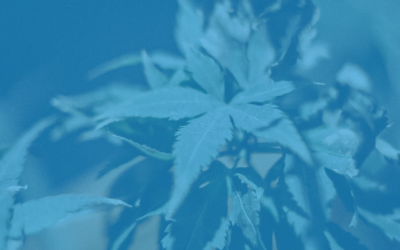 Confia Announces Financial Services Partnership with Eaze Momentum – Confia
