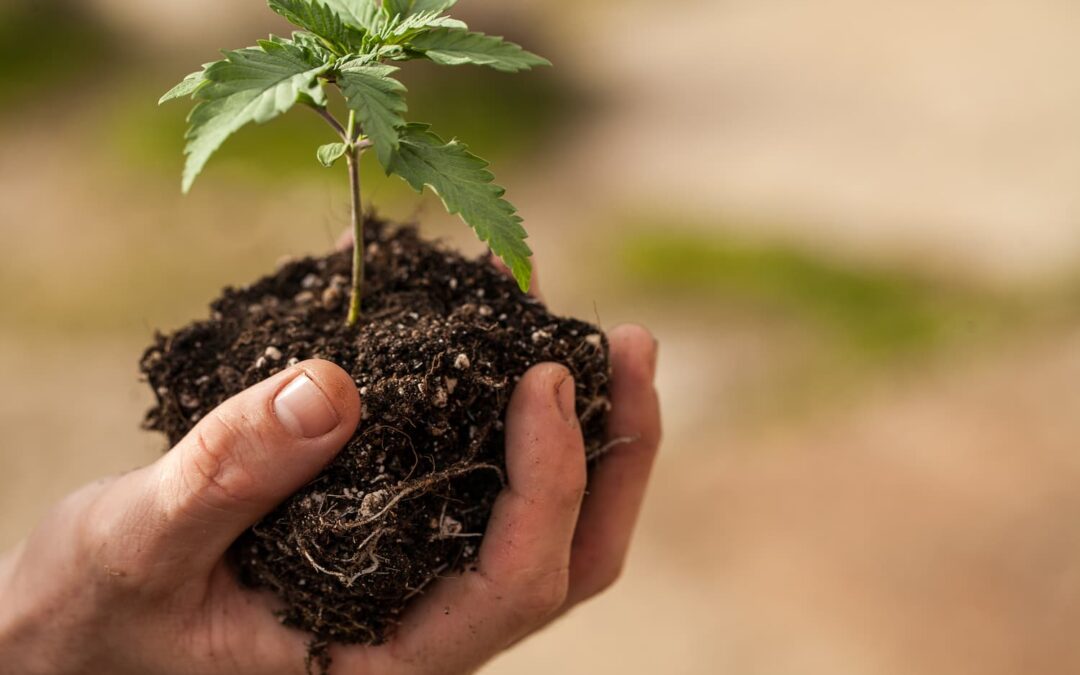 Top Tips for Increasing Cannabis Sales